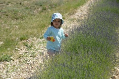 Ferrassieres - Greta feeding her butterfly lavender nectar1